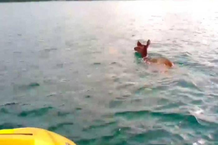 Спасатели вытащили из воды уплывшего за шесть километров от берега редкого оленя