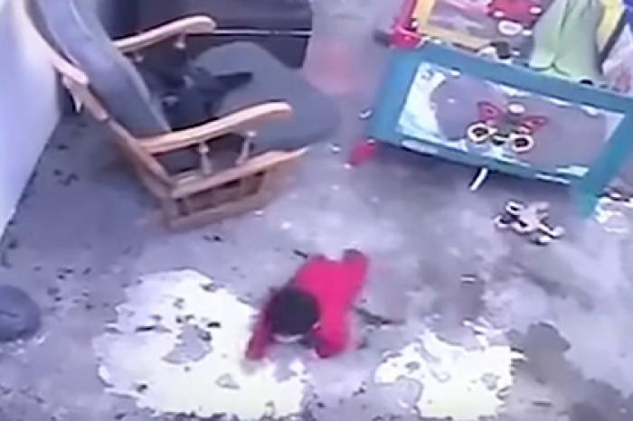 Кошка спасла младенца от гибели и попала на видео