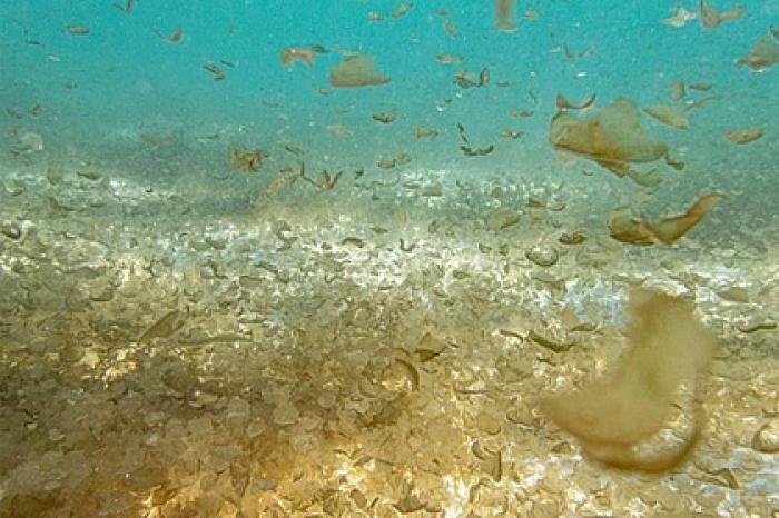 Аномальная форма морских водорослей на популярном курорте озадачила туристов