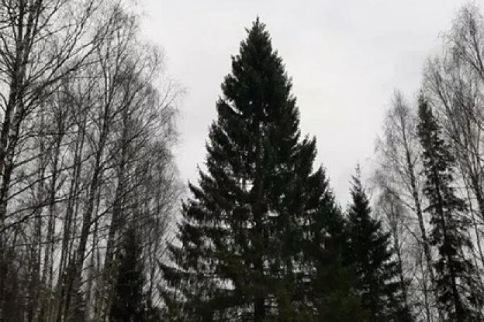 Главную новогоднюю ель страны срубили в Подмосковье