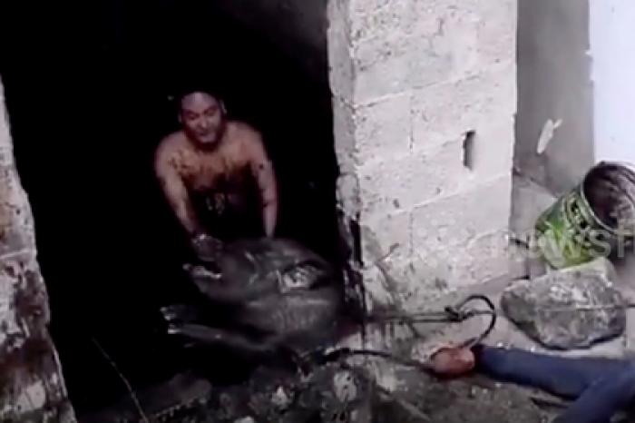 Пожарные спасли двух визжащих свиней из бака с нечистотами