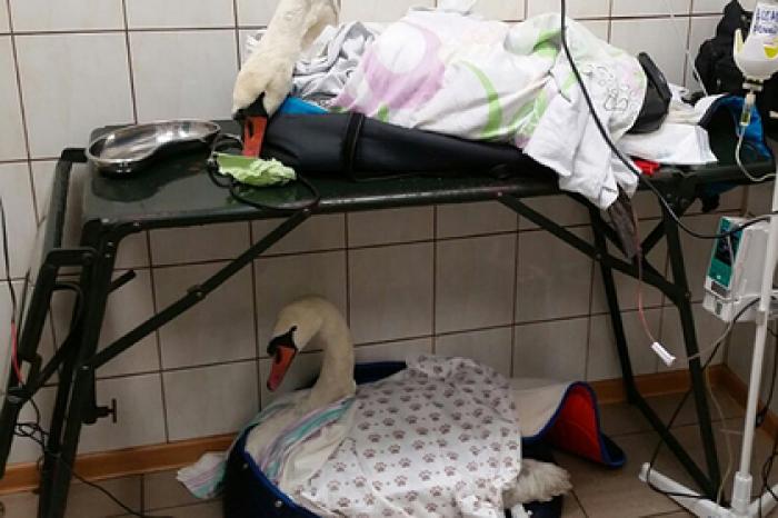 В российском городе начали умирать лебеди