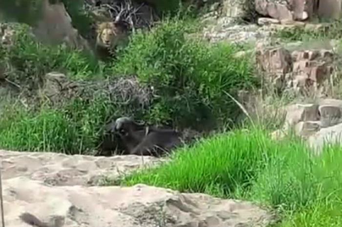 Напряженное противостояние львов и буйвола попало на видео