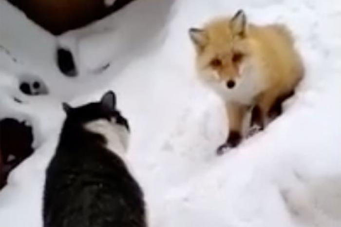 На Ямале кот и лиса сразились за кусок колбасы и попали на видео