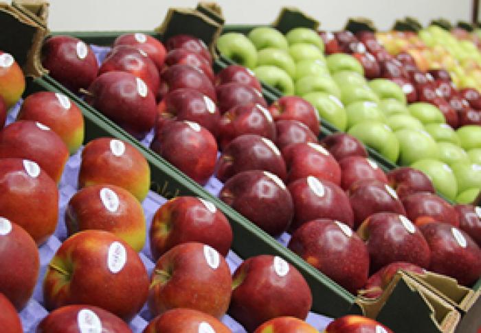 PLATFORMA DA CERE CLARIFICAREA SITUAȚIEI EXPORTURILOR DE FRUCTE MOLDOVENEŞTI ÎN RUSIA