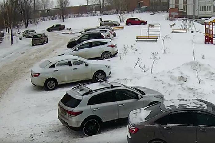 Спасение российского ребенка от стаи бездомных собак попало на видео