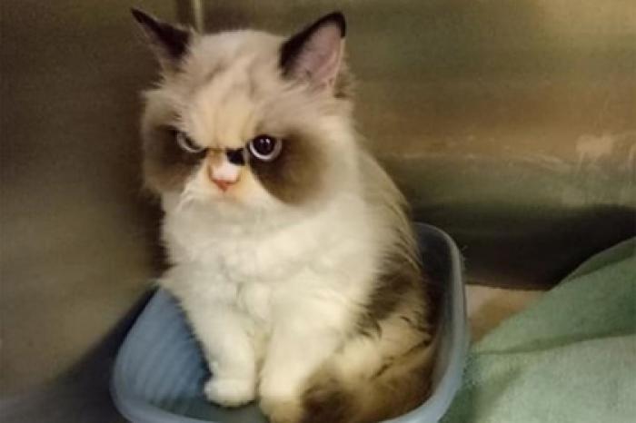 В сети нашли «воскресшую» Grumpy Cat и умилились