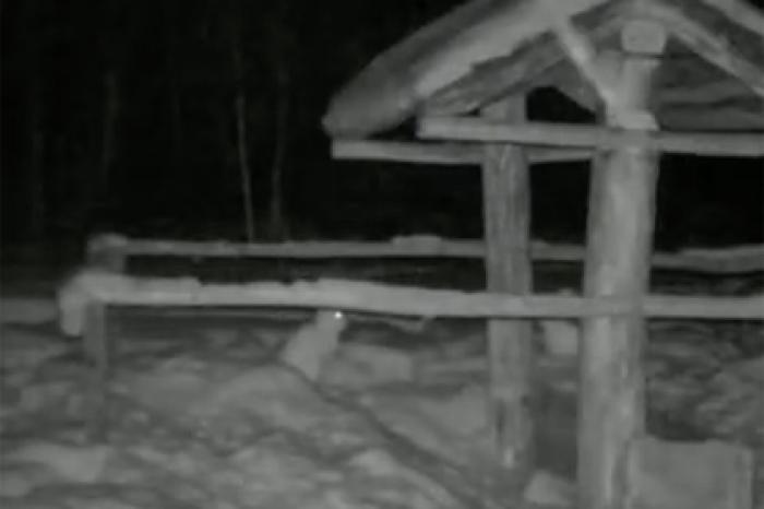 Драка возбужденных зайцев попала на видео