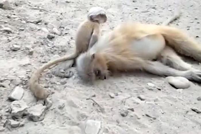 Тщетные попытки детеныша обезьяны разбудить погибшую мать попали на видео