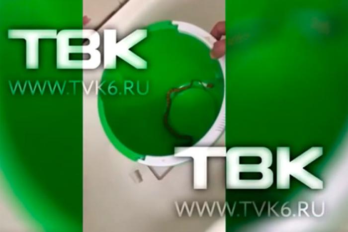 Змея заползла в квартиру россиянки и убила хомяка