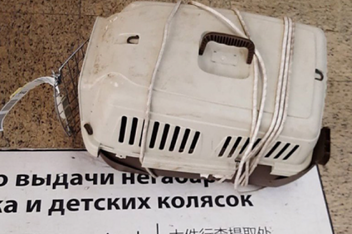 Завершено расследование гибели котов при транспортировке