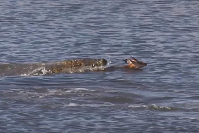 Бегемот утащил под воду крокодила с антилопой в зубах