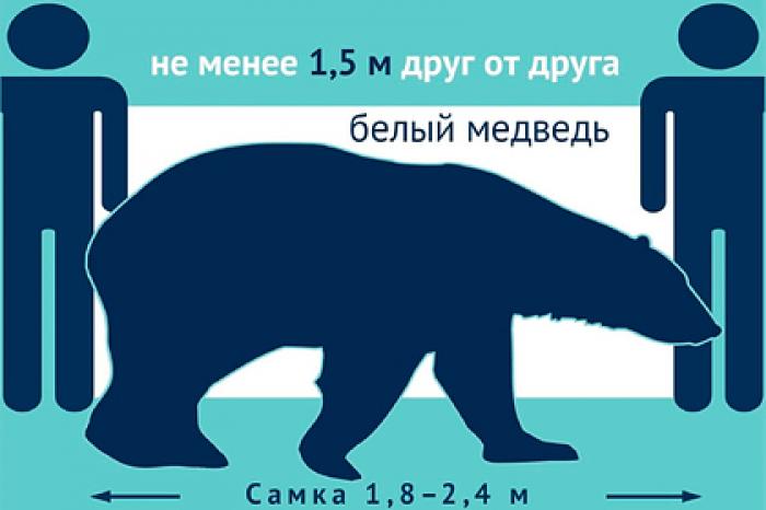 Россиянам показали правила социальной дистанции на примере песцов и медведей