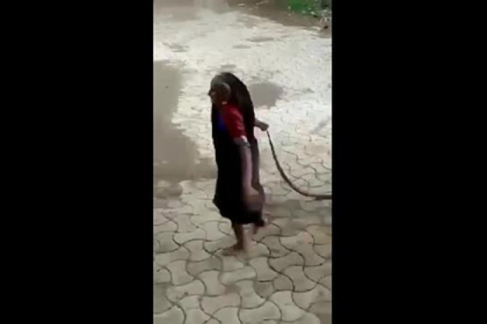 Бесстрашная старушка проволокла кобру за хвост по улице и попала на видео