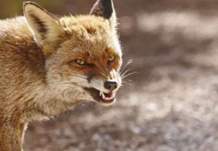 SĂPTĂMÂNA TRECUTĂ, ÎN MOLDOVA AU FOST CONFIRMATE TREI CAZURI DE RABIE ŞI DOUĂ FOCARE DE PESTĂ PORCINĂ