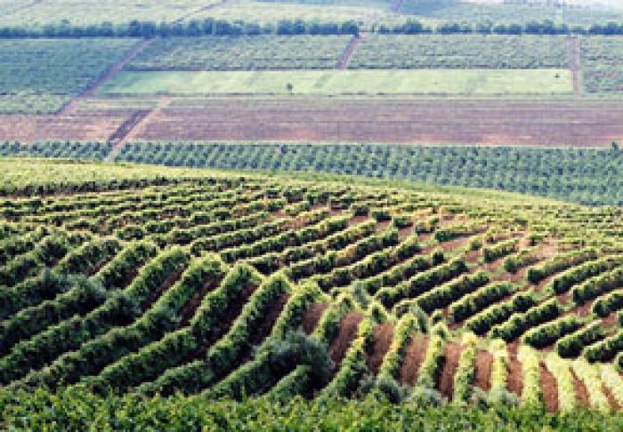 ÎN POFIDA PRECIPITAŢIILOR, ROADA ÎN MOLDOVA VA FI CU 20-25% MAI MICĂ DECÂT ÎN ANUL TRECUT
