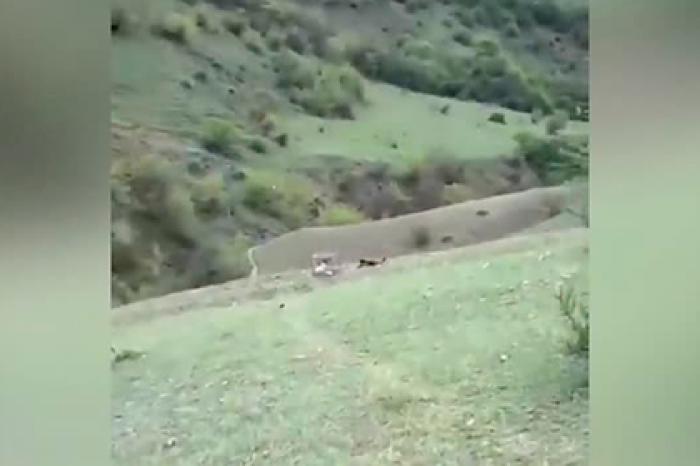 В Дагестане забили палкой краснокнижного орла и сняли это на видео