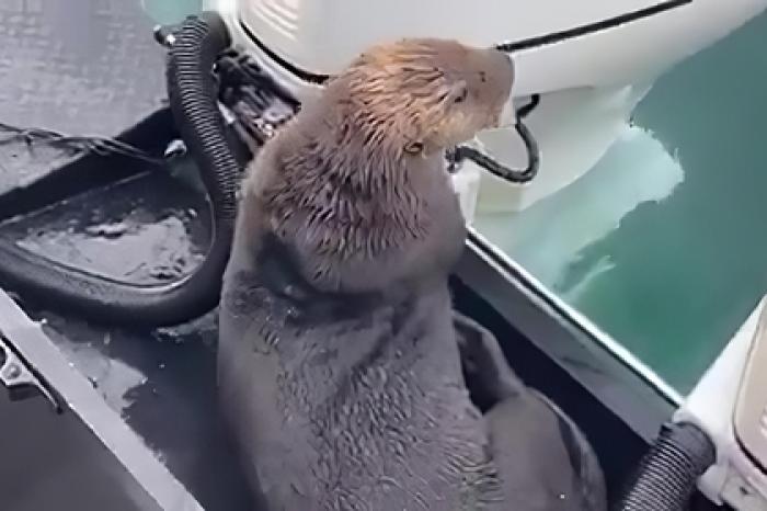 Морская выдра спаслась от косаток на лодке и попала на видео