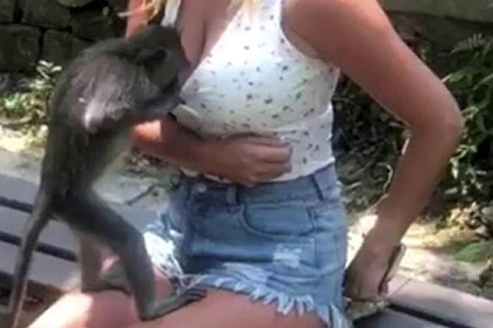 Обезьяна попыталась раздеть туристку и попала на видео