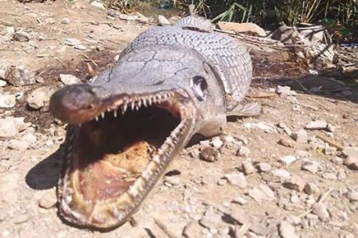 Похожее на аллигатора странное существо нашли на берегу водохранилища