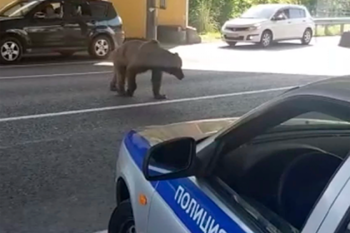 В Сочи больной медведь вышел к посту ДПС