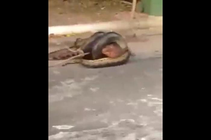 Огромная анаконда попыталась проглотить аллигатора и попала на видео