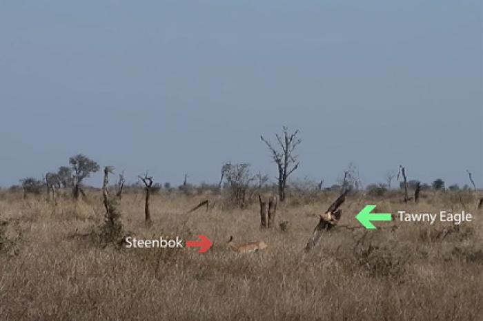 Орел и два шакала погнались за стенбоком и попали на видео