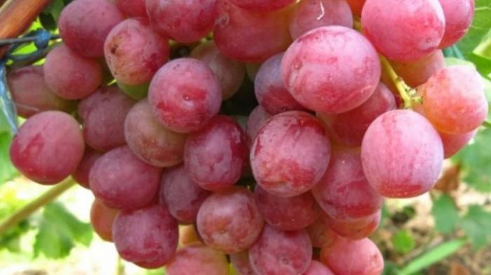 Первый урожай молдавского винограда: вкусный, но не каждому по карману