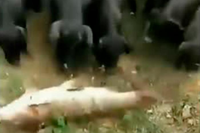 Поросята спасли умирающую на суше рыбу и попали на видео