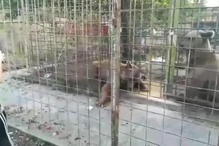 Появилось видео с загрызшими 11-летнего российского мальчика медведями