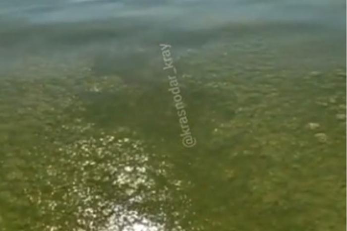 Позеленевшее море у берега популярного российского курорта сняли на видео