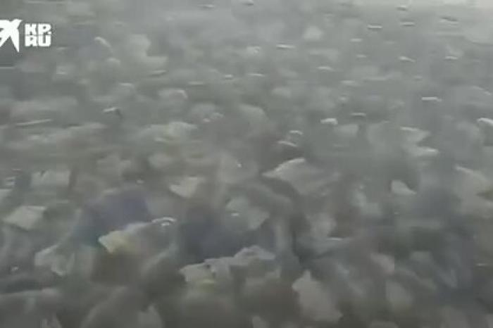 Сотни медуз на берегу российского курорта попали на видео