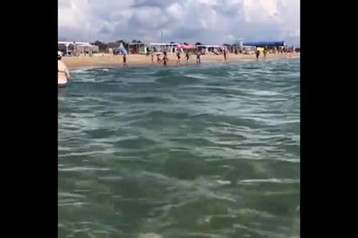 Дельфины устроили «шоу» у берега Черного моря и попали на видео