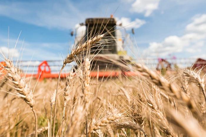 Названы объемы экспорта агропромышленной продукции Подмосковья
