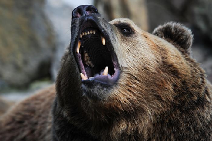 Россиян предупредили об устремившихся в города медведях