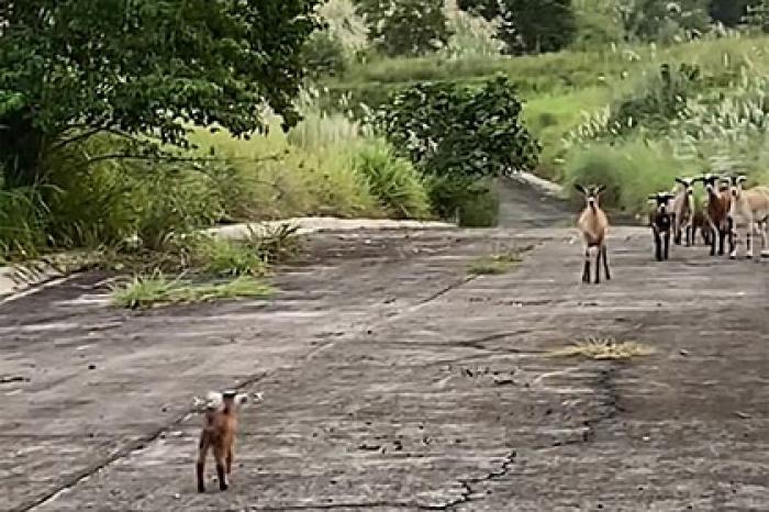 Трогательное возвращение козленка к матери попало на видео