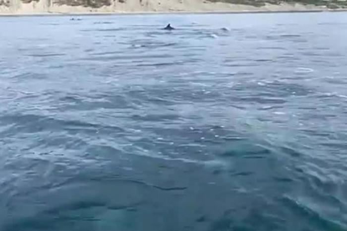 «Бурлящее» из-за дельфинов море у берегов Анапы сняли на видео