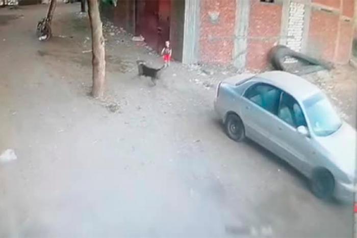 Храбрая кошка спасла ребенка от нападения разъяренного пса и попала на видео