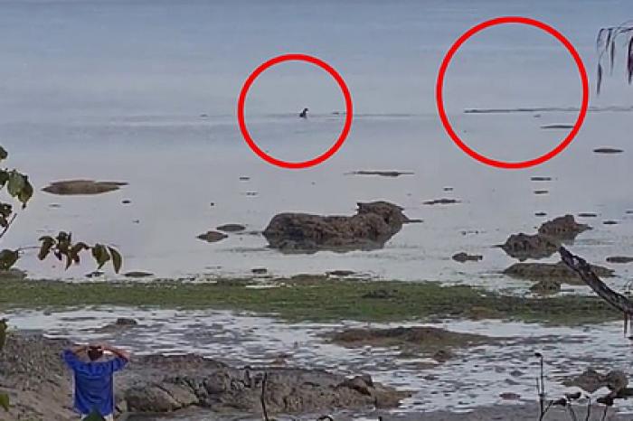 Нападение крокодила на собаку сняли на видео