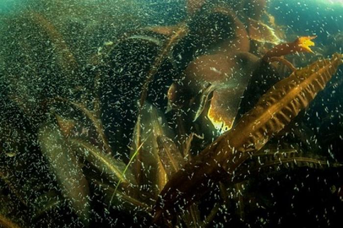 Токсичные водоросли названы одной из основных причин загрязнения на Камчатке