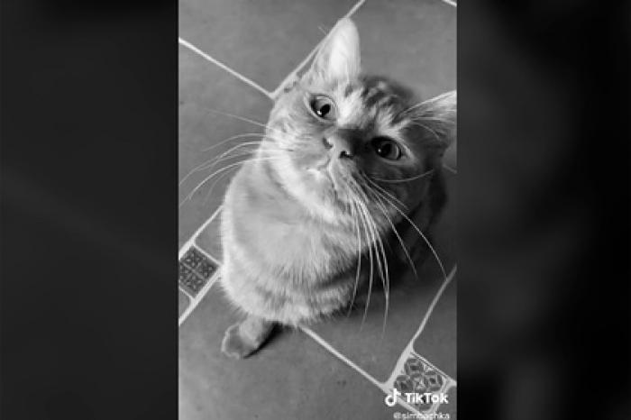 Умер самый популярный кот TikTok