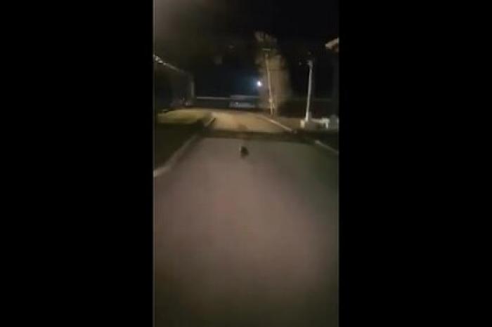 Медвежонок пробрался на российский завод и попал на видео