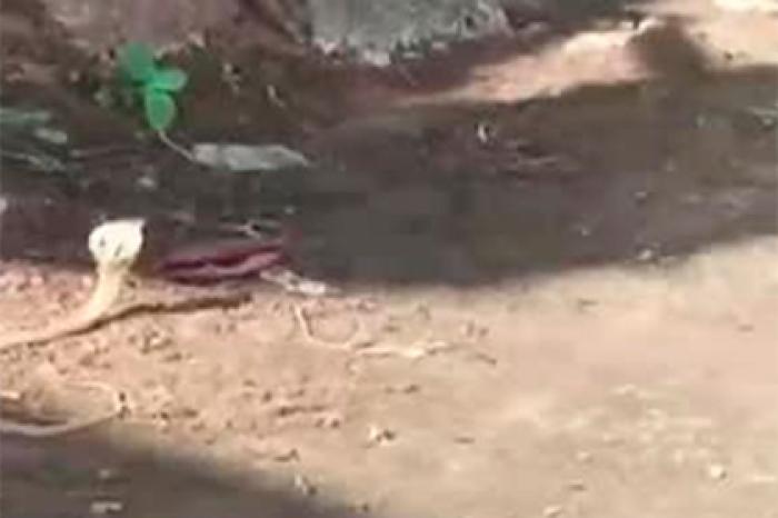 Смертельная схватка мангуста и кобры попала на видео