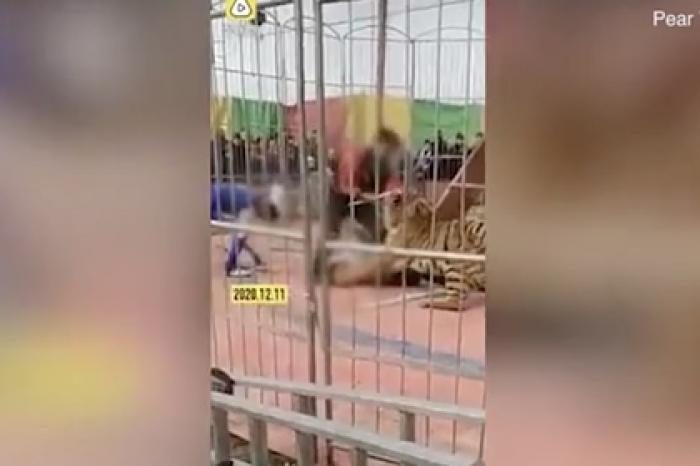Нападение голодного тигра на дрессировщика напугало зрителей и попало на видео