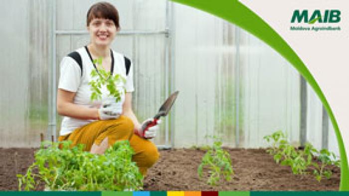 CREDITE ATRACTIVE DE LA MOLDOVA AGROINDBANK PENTRU PRODUCĂTORII AGRICOLI
