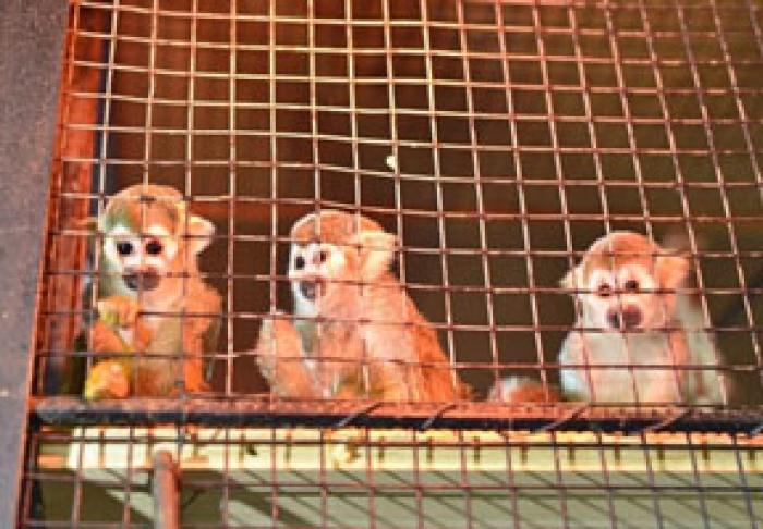 ​GRĂDINA ZOOLOGICĂ DIN CHIŞINĂU A FOST COMPLETATĂ CU 30 DE ANIMALE