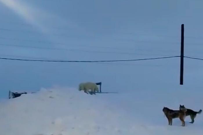 Три голодных белых медведя пришли в российский поселок и попали на видео