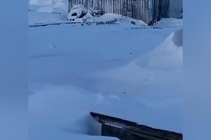Белый медведь залез на крышу дома и попал на видео