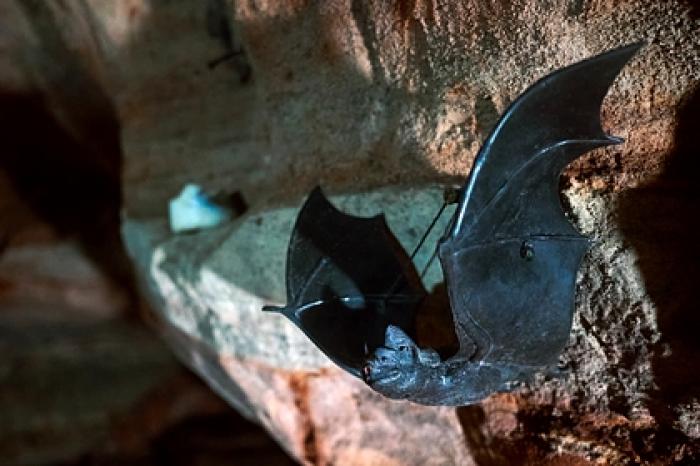 В Китае у летучих мышей нашли четыре близких SARS-CoV-2 коронавируса