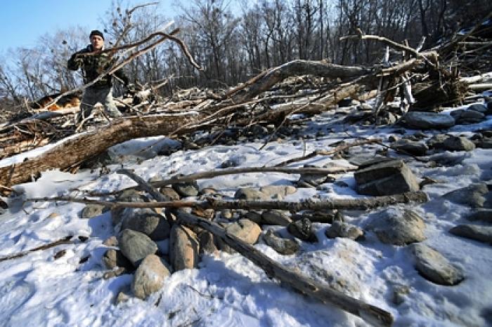 Бедным россиянам предложили собирать валежник по-новому